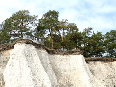 Ботанический заказник &amp;quot;Реликтовые сосны&amp;quot;.