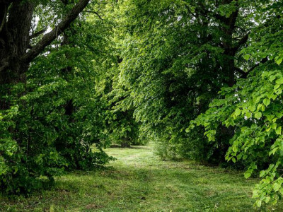 Липовая аллея.